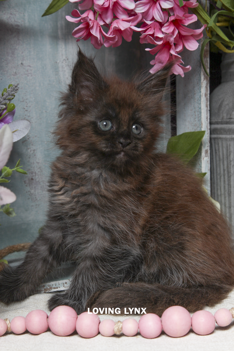 ivy-maine-coon-kitten-7.PNG
