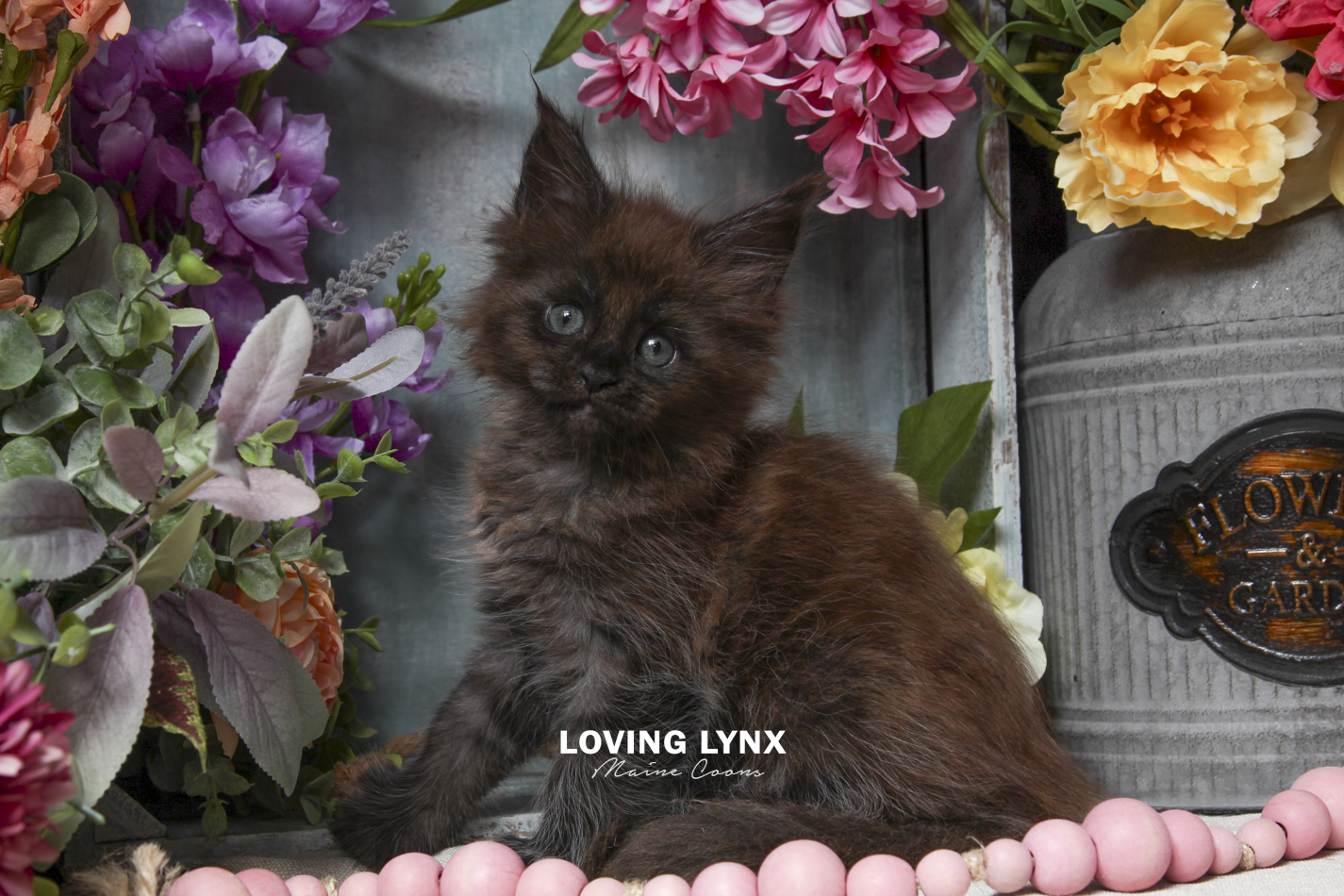 ivy-maine-coon-kitten-9.PNG