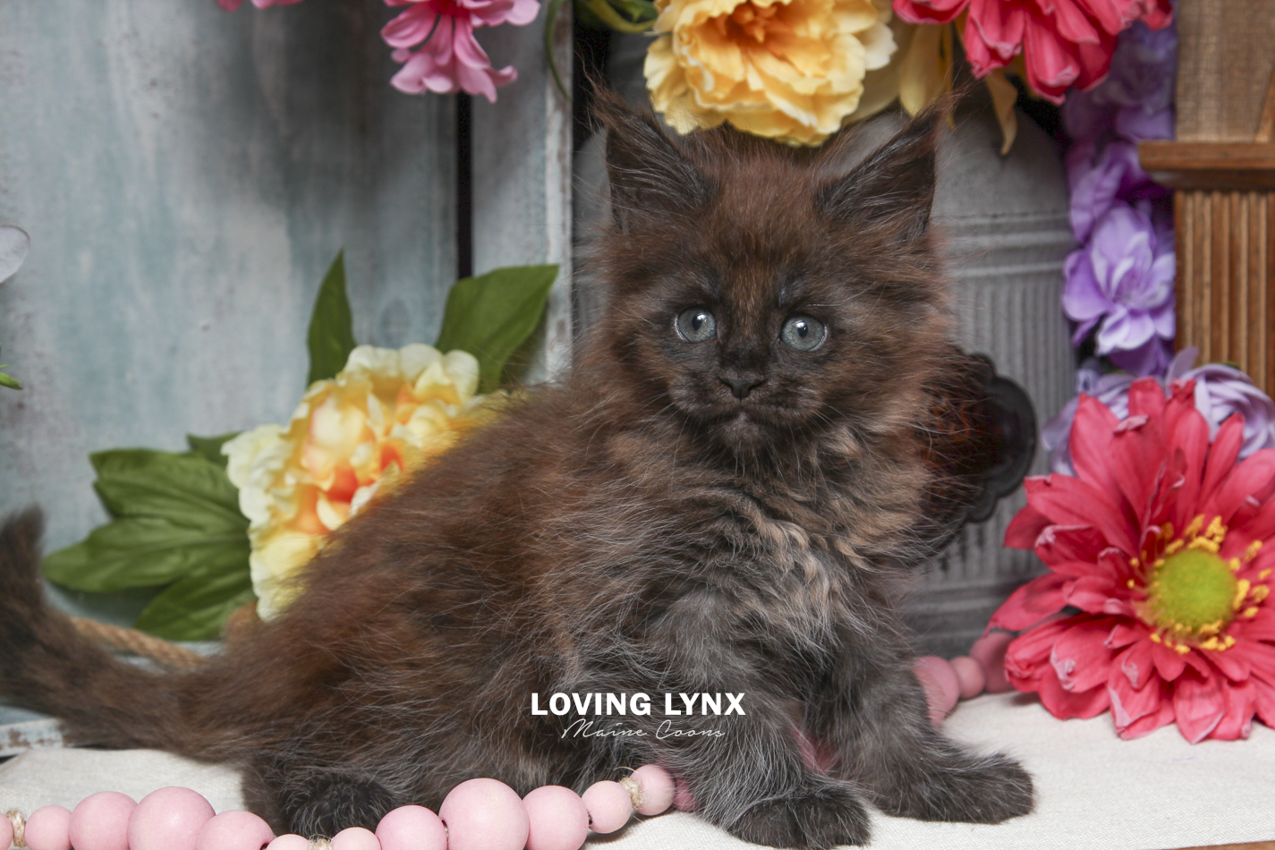ivy-maine-coon-kitten-10.PNG