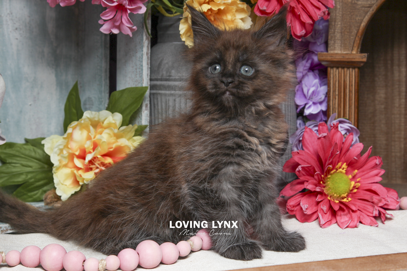 ivy-maine-coon-kitten-11.PNG