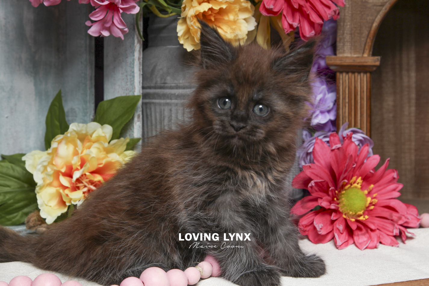 ivy-maine-coon-kitten-12.PNG