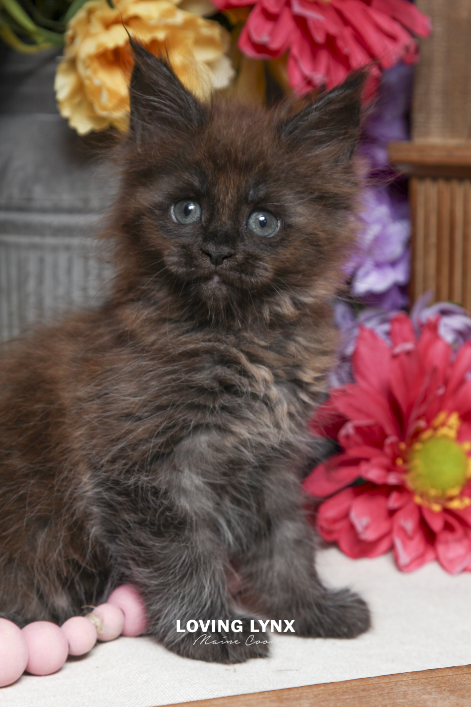 ivy-maine-coon-kitten-13.PNG