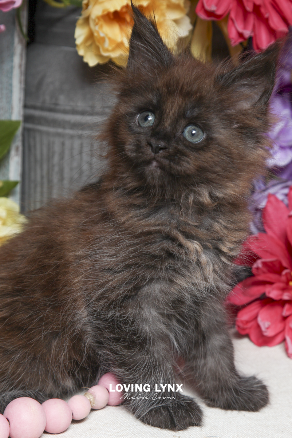 ivy-maine-coon-kitten-14.PNG