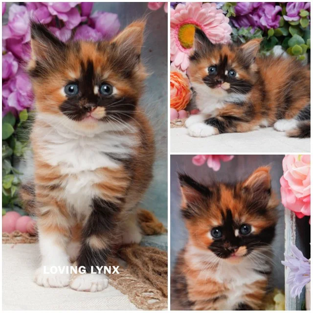 Halloween Puzzle , Maine Coon Kitten