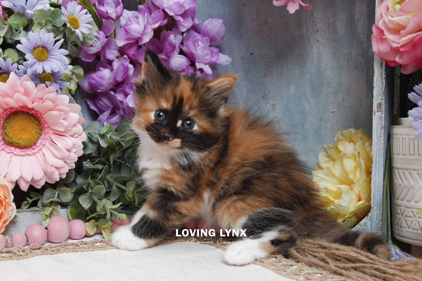 sprinkles-litter-2026-maine-coon-kitten-8.PNG