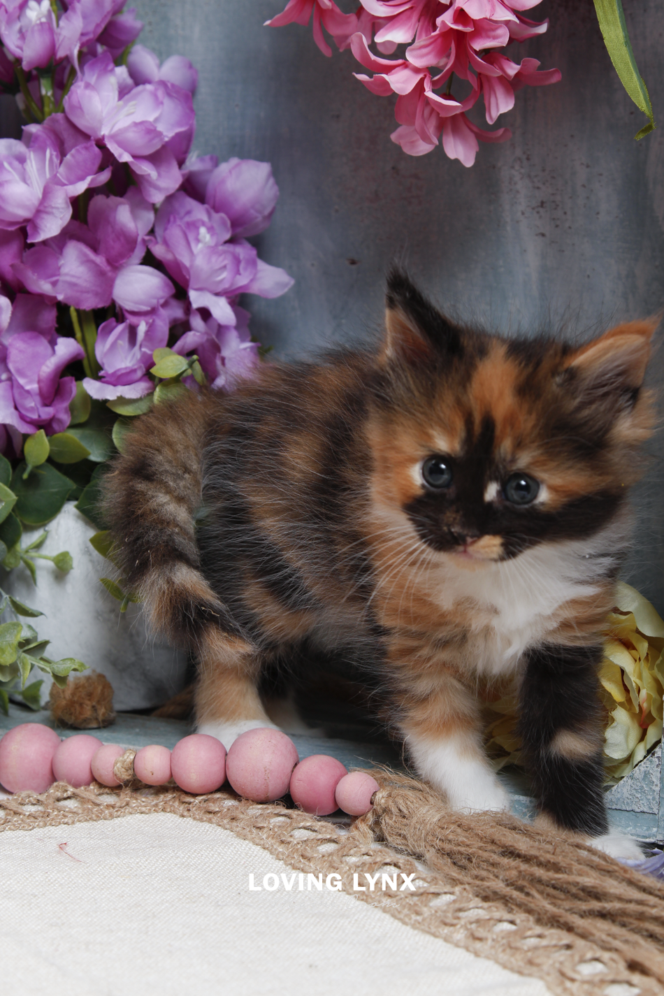 sprinkles-litter-2026-maine-coon-kitten-9.PNG