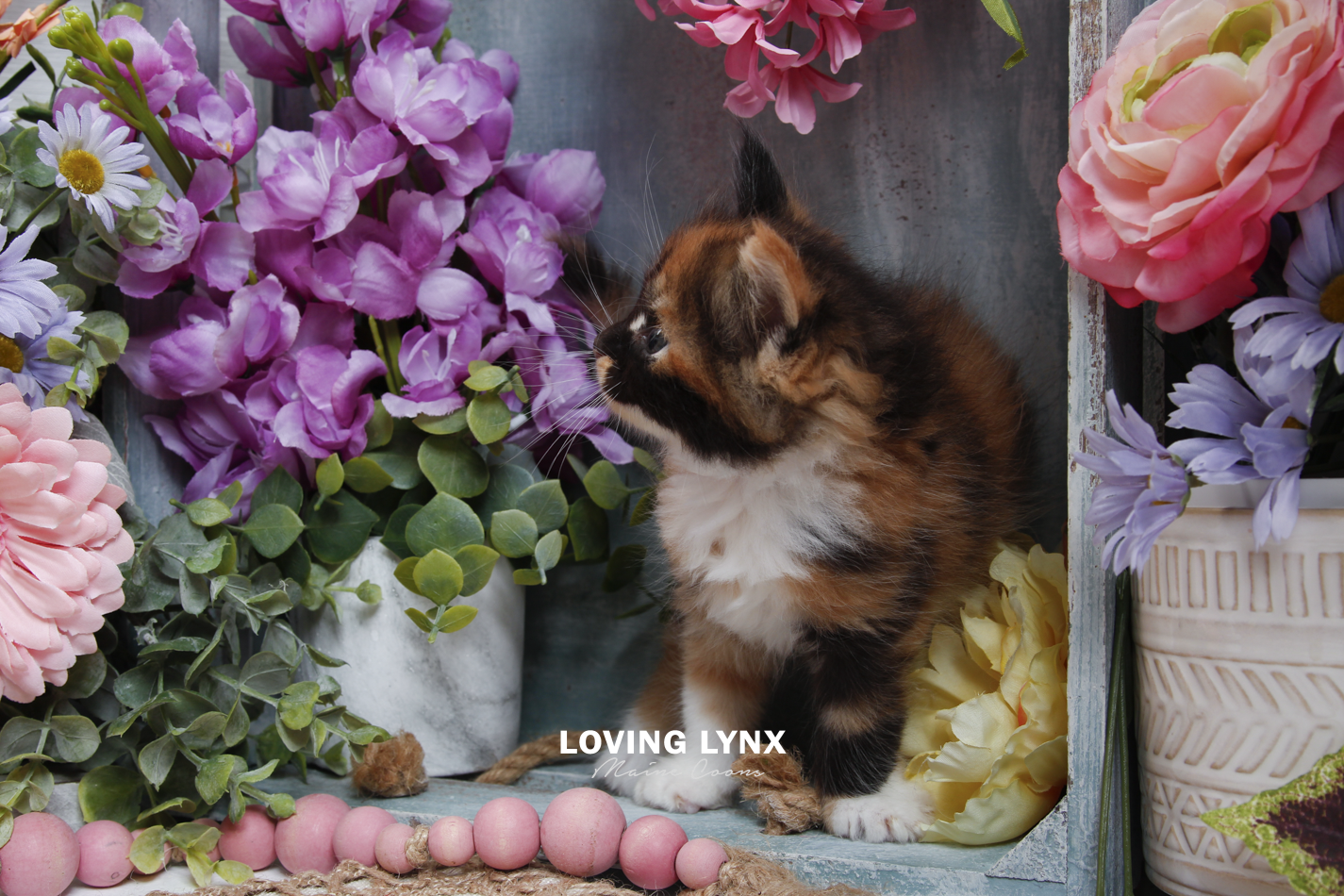 sprinkles-litter-2026-maine-coon-kitten-10.PNG