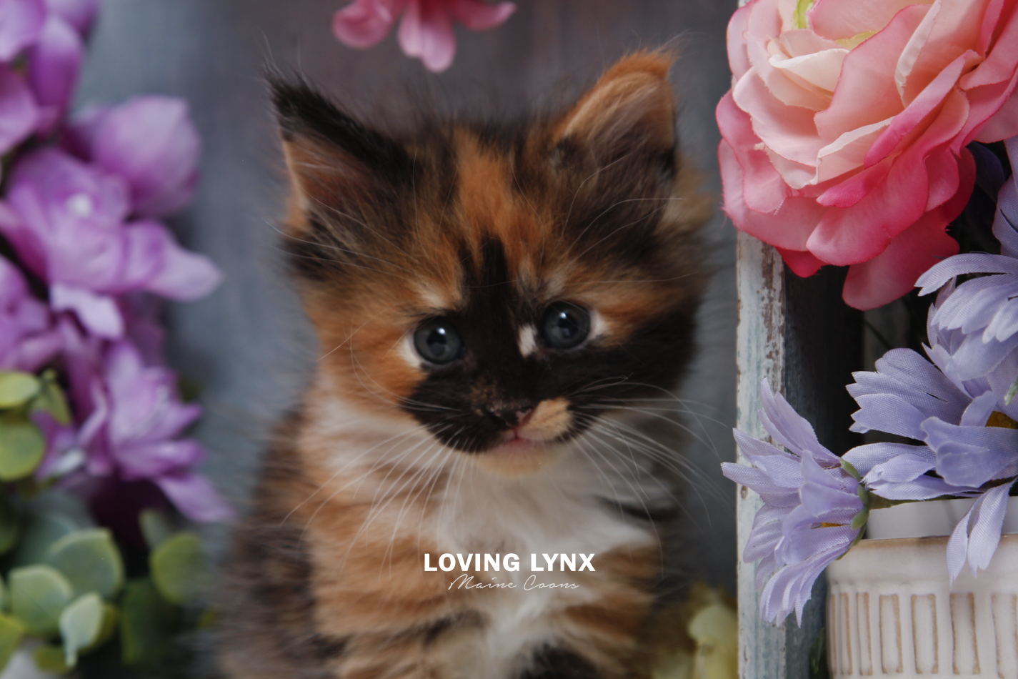 sprinkles-litter-2026-maine-coon-kitten-11.PNG