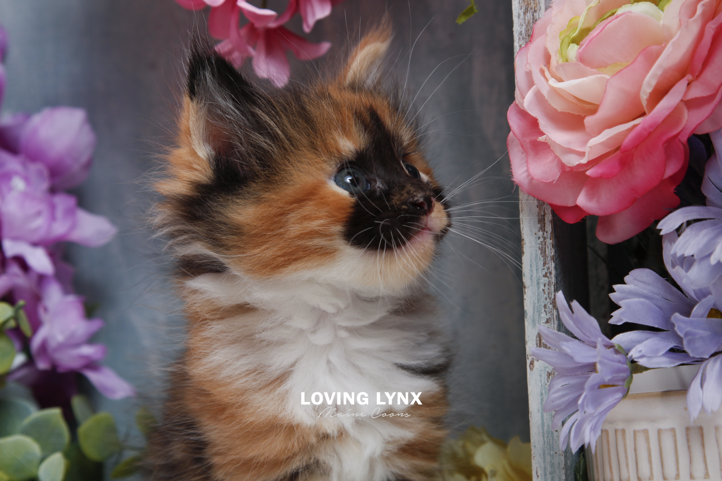 sprinkles-litter-2026-maine-coon-kitten-12.PNG