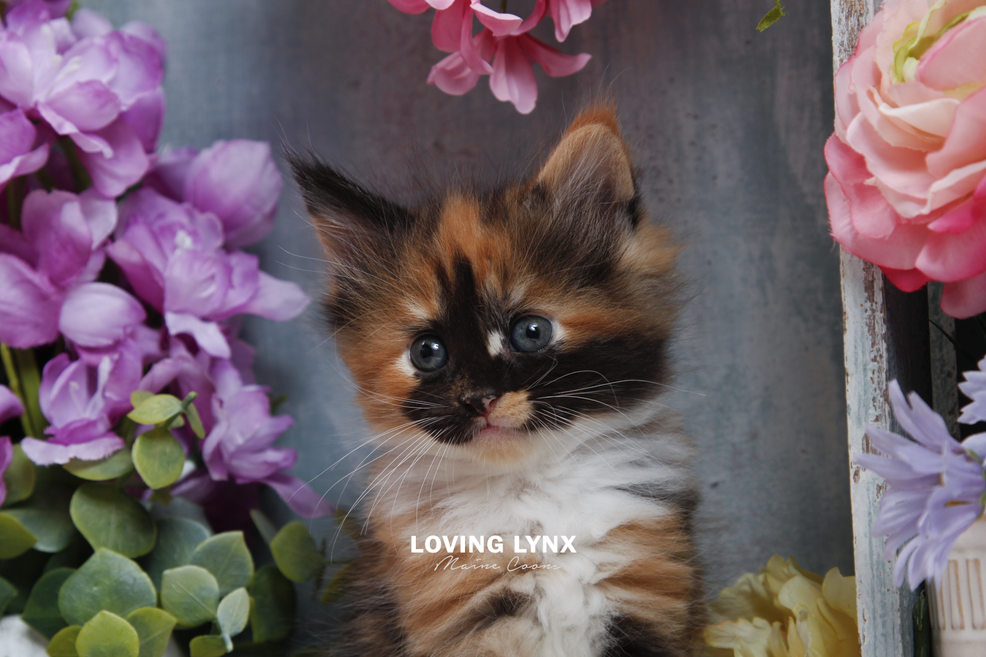 sprinkles-litter-2026-maine-coon-kitten-14.PNG