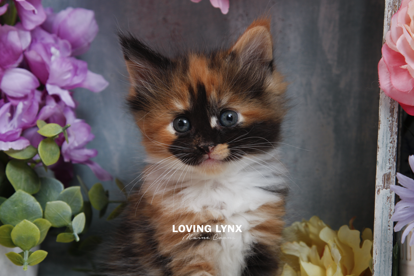 sprinkles-litter-2026-maine-coon-kitten-15.PNG