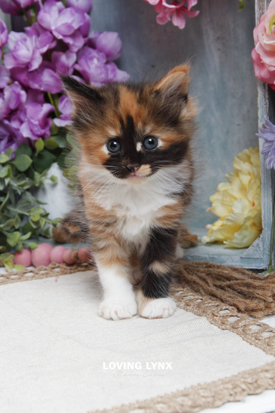 sprinkles-litter-2026-maine-coon-kitten-16.PNG