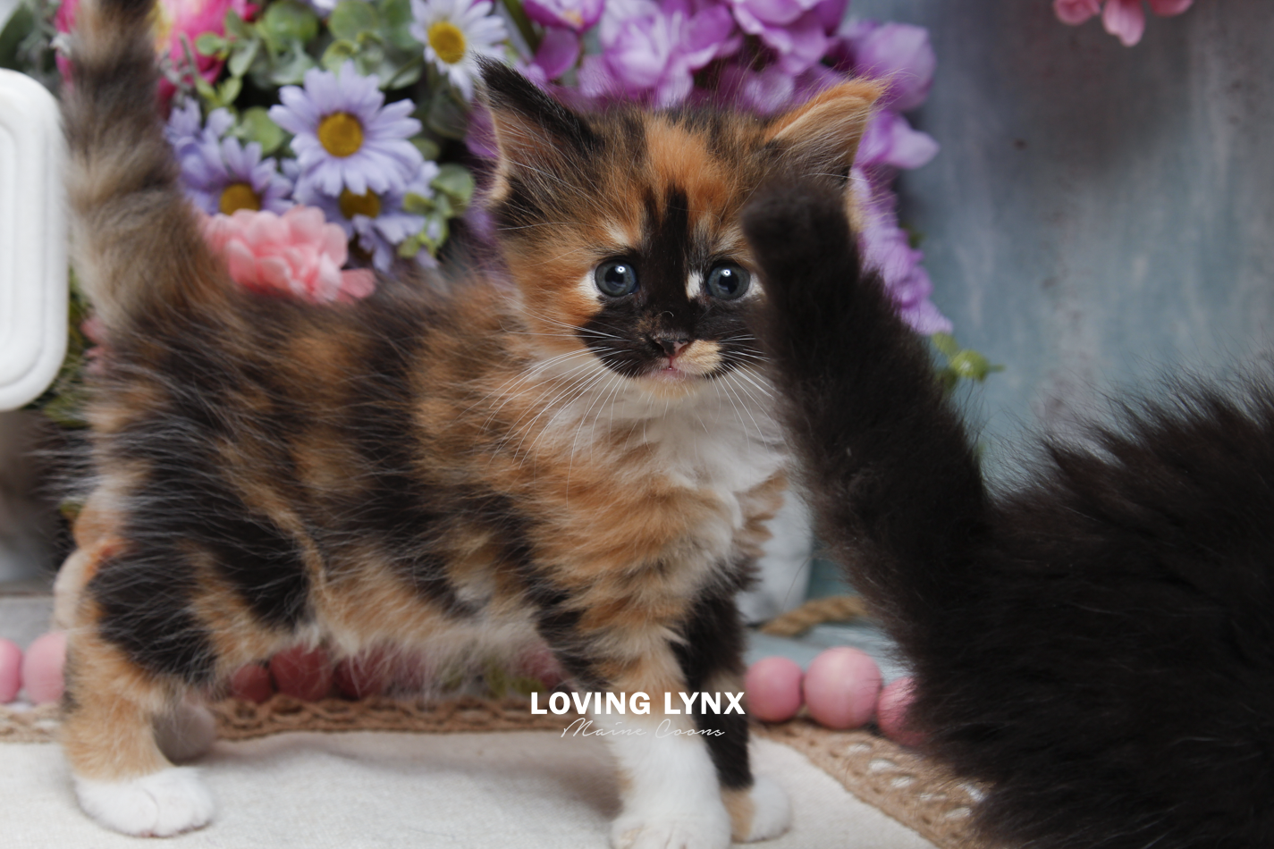 sprinkles-litter-2026-maine-coon-kitten-17.PNG