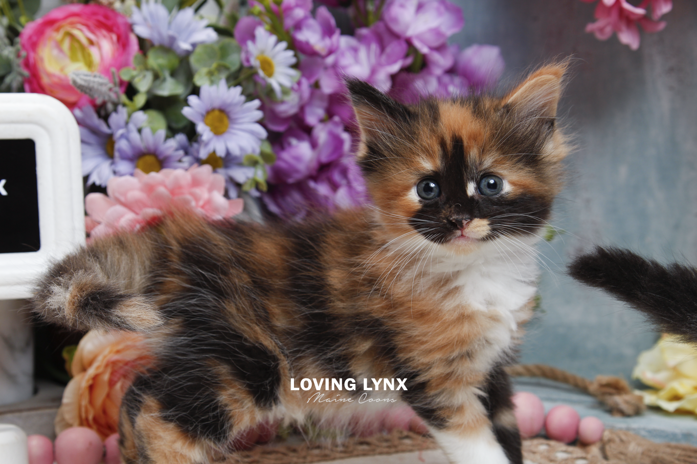 sprinkles-litter-2026-maine-coon-kitten-18.PNG