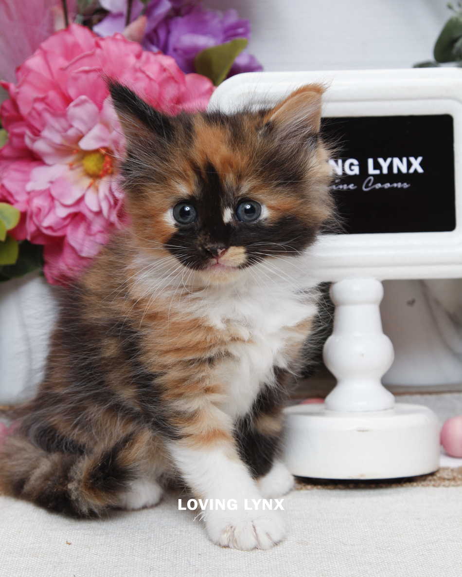 sprinkles-litter-2026-maine-coon-kitten-28.PNG