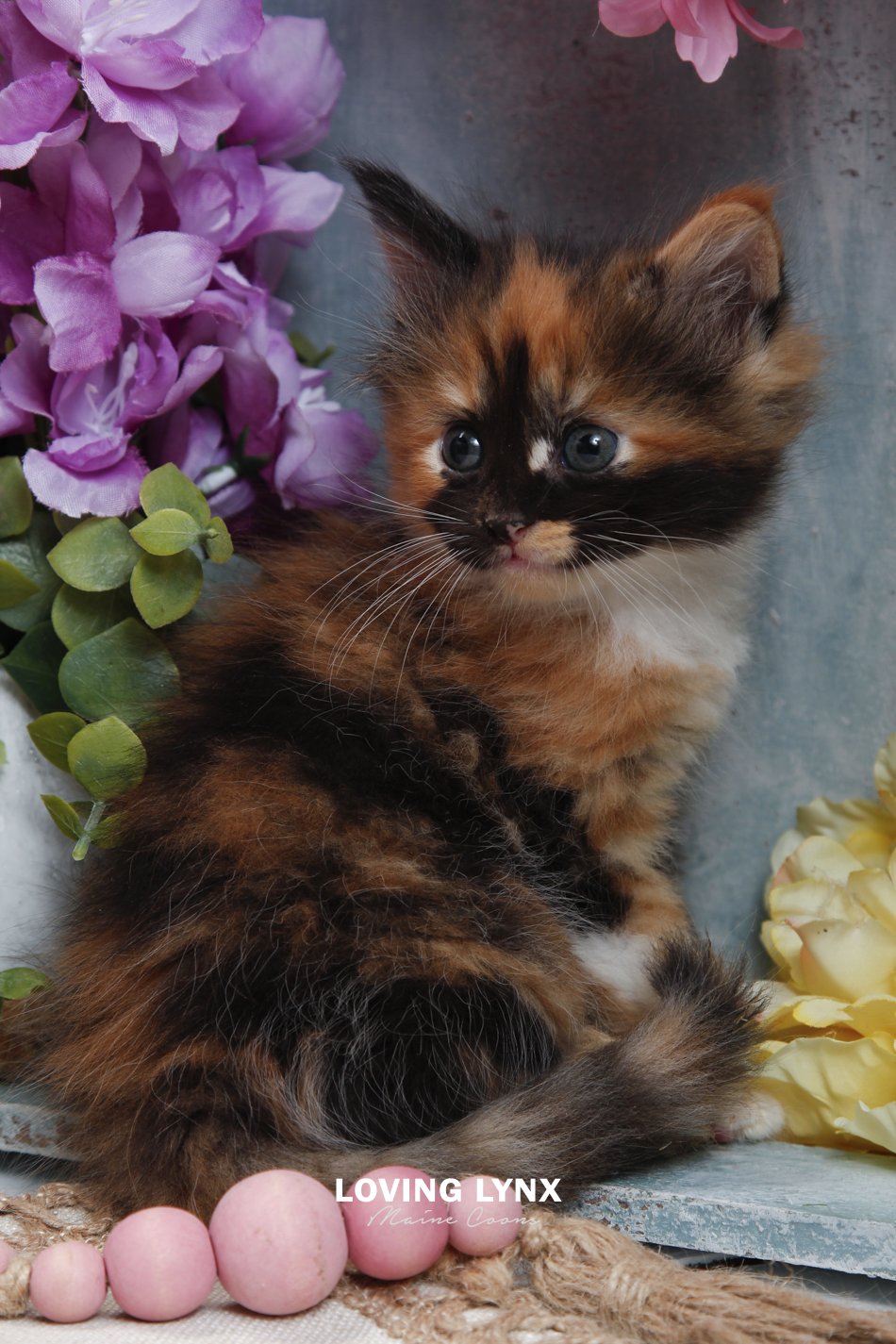sprinkles-litter-2026-maine-coon-kitten-33.PNG