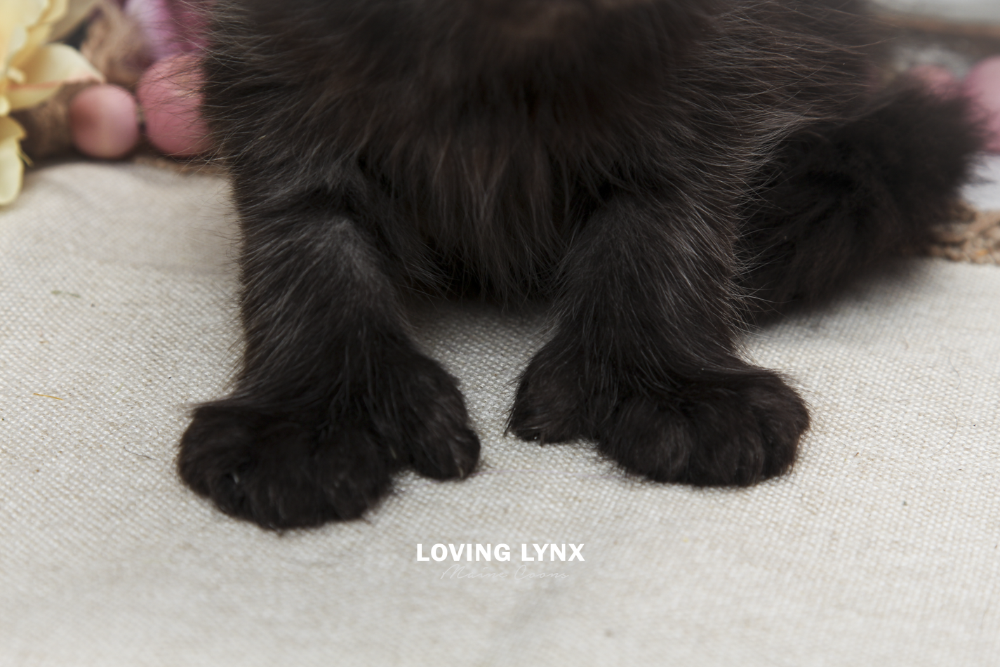oreo-litter-2026-maine-coon-kitten-50.PNG