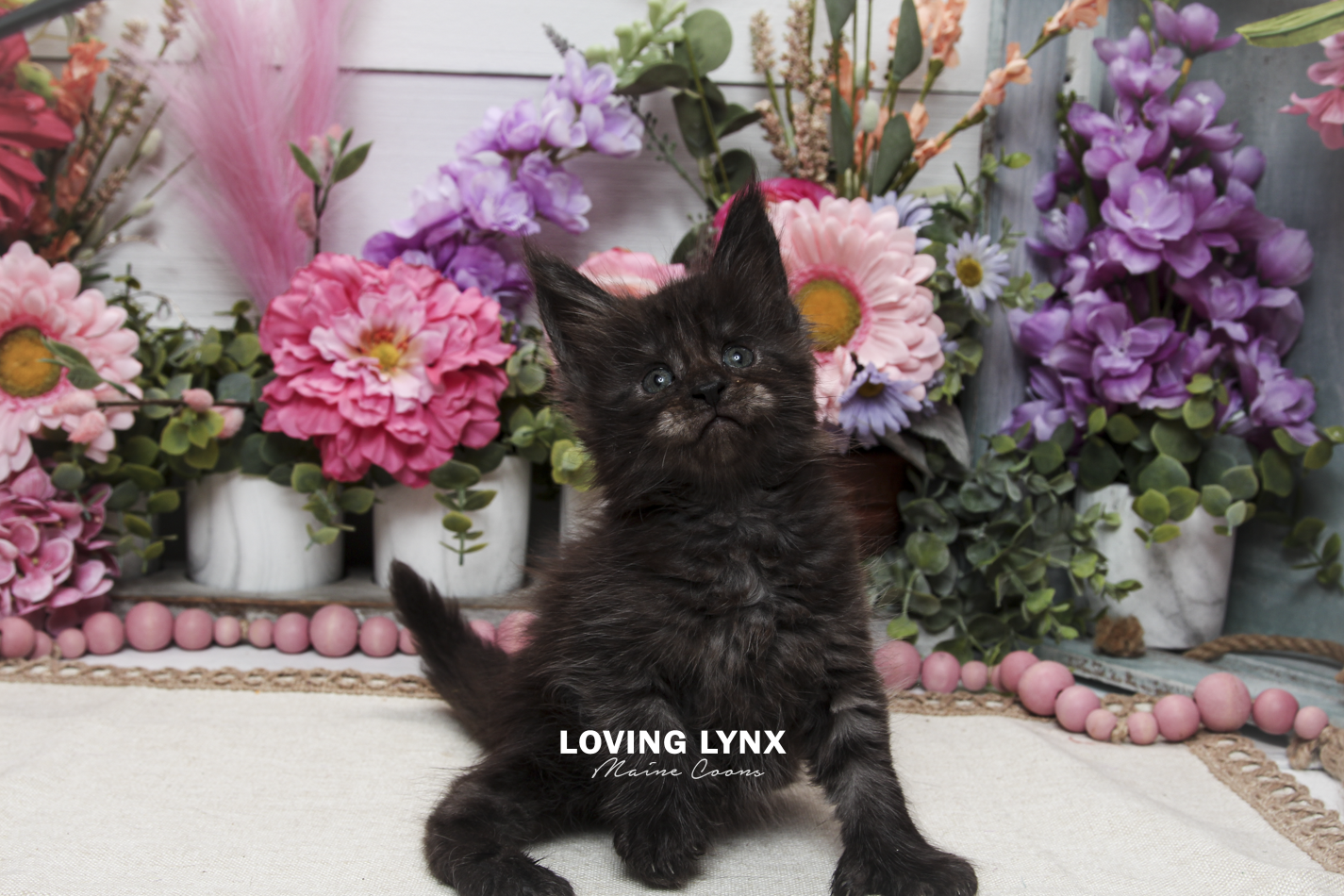 oreo-litter-2026-maine-coon-kitten-35.PNG