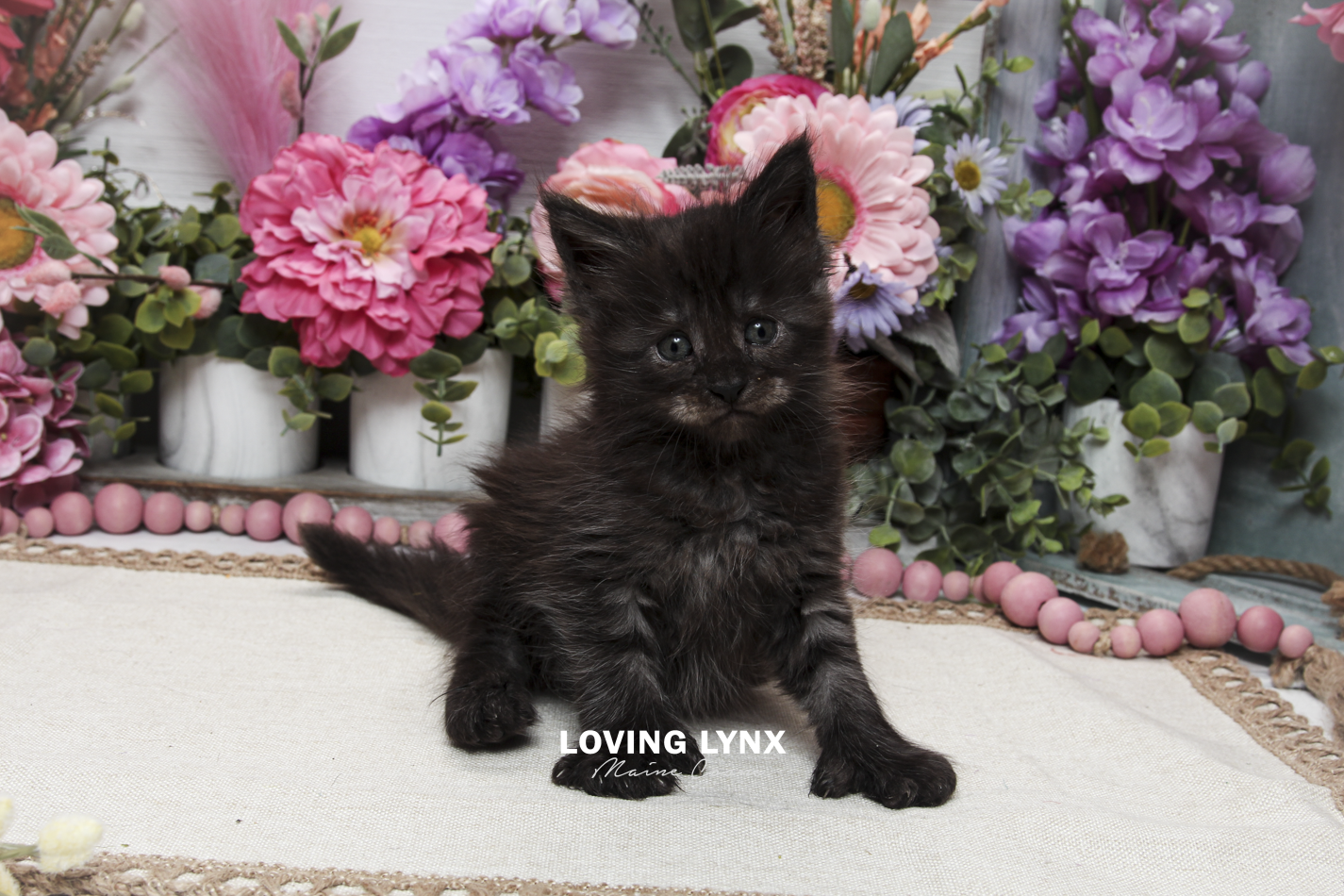 oreo-litter-2026-maine-coon-kitten-36.PNG