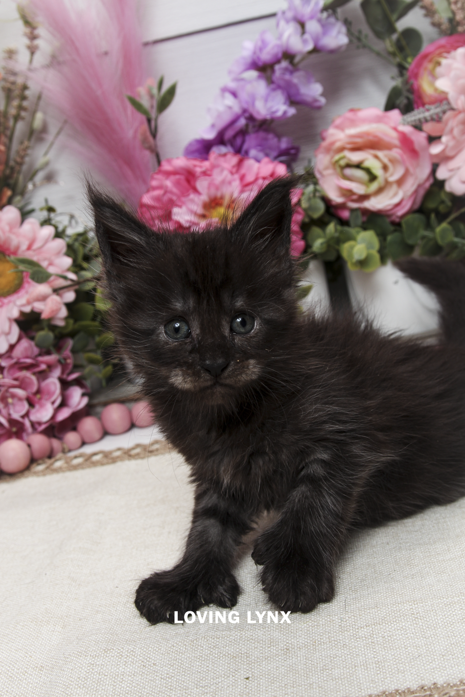 oreo-litter-2026-maine-coon-kitten-37.PNG