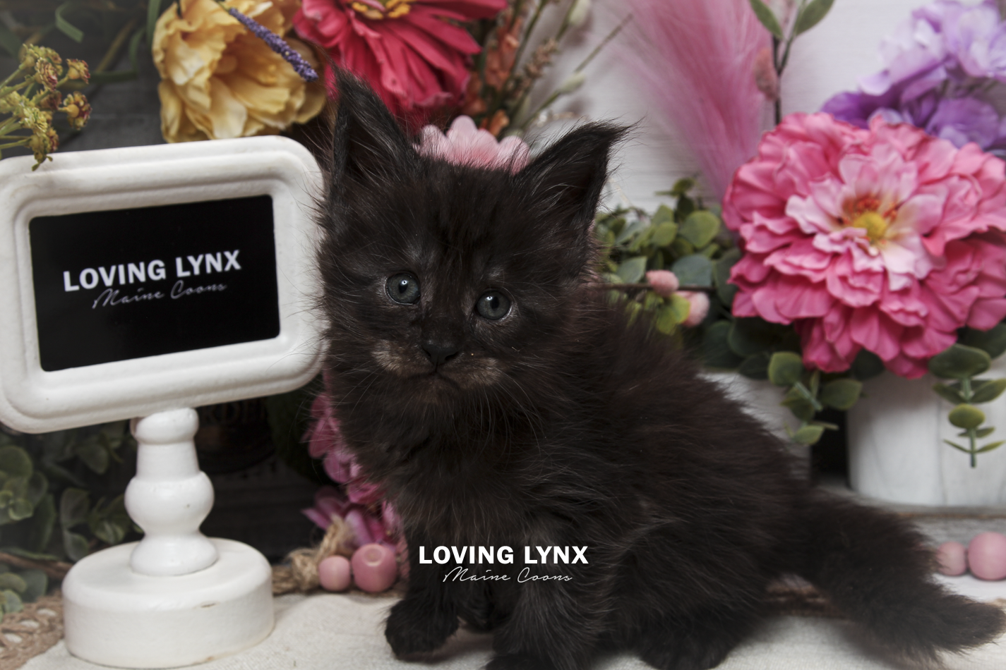 oreo-litter-2026-maine-coon-kitten-38.PNG