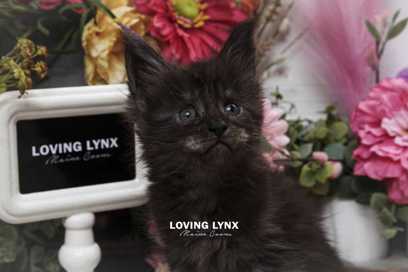 oreo-litter-2026-maine-coon-kitten-39.PNG