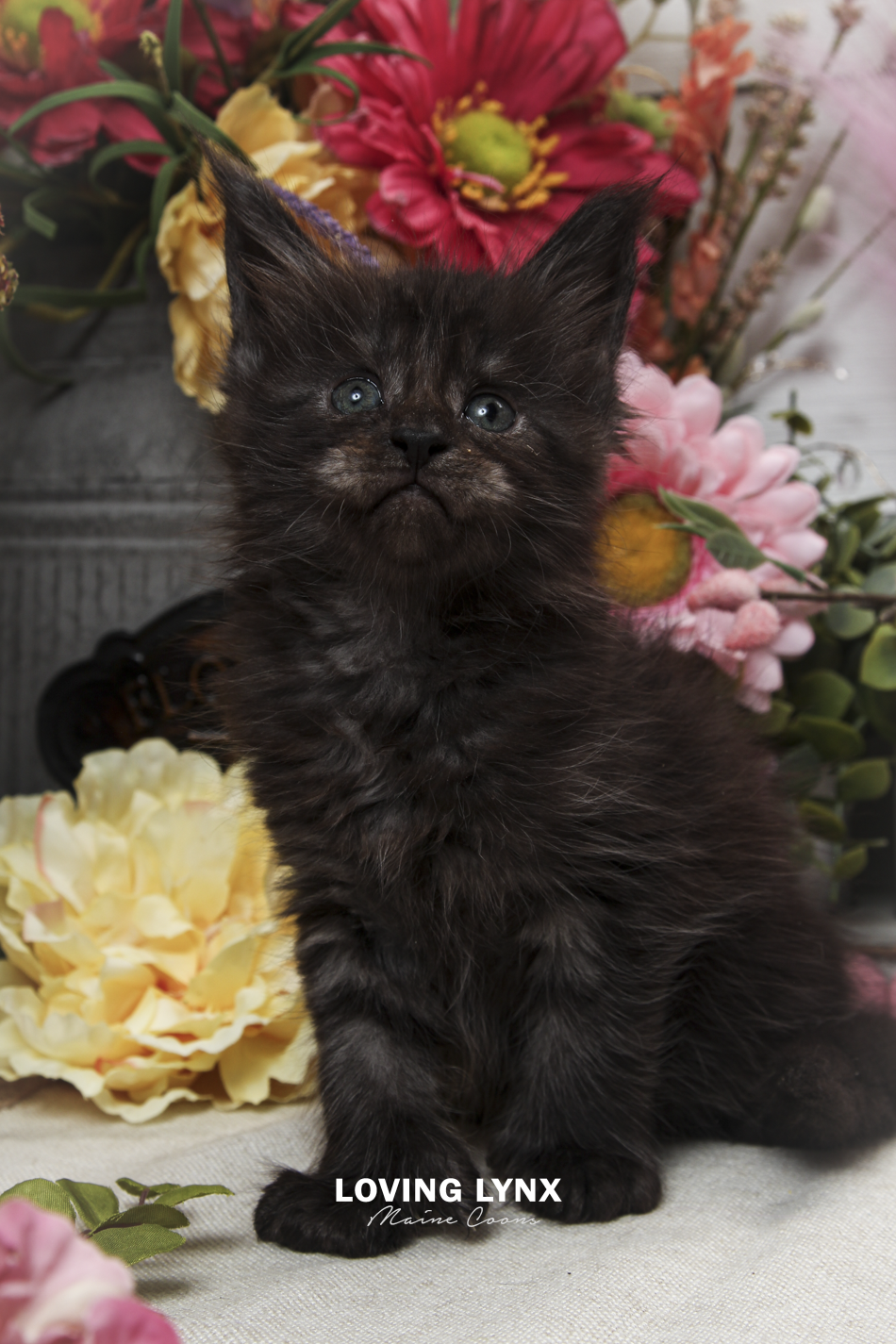 oreo-litter-2026-maine-coon-kitten-40.PNG