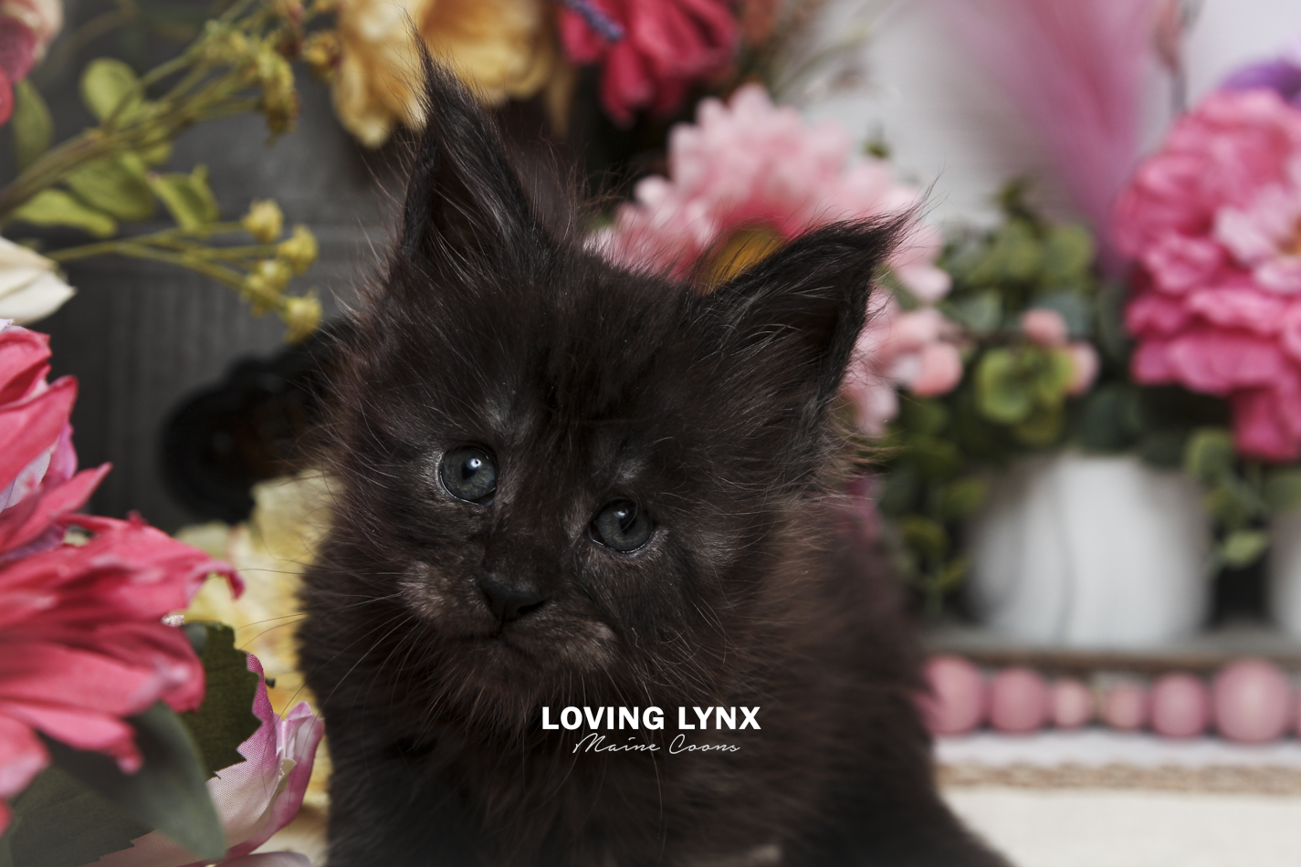 oreo-litter-2026-maine-coon-kitten-41.PNG