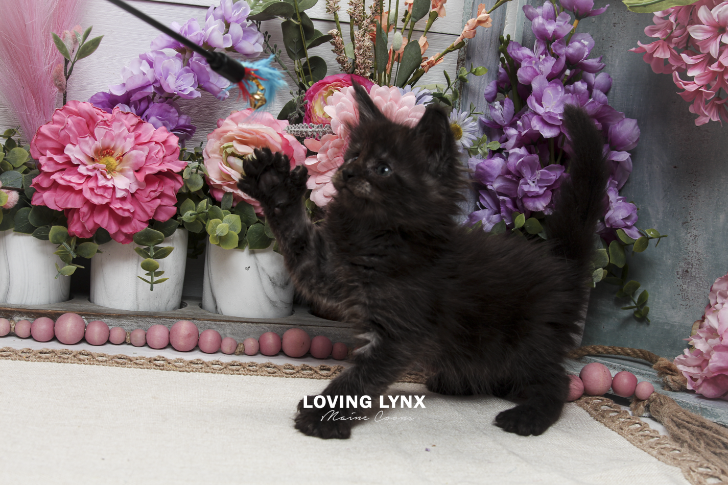 oreo-litter-2026-maine-coon-kitten-42.PNG