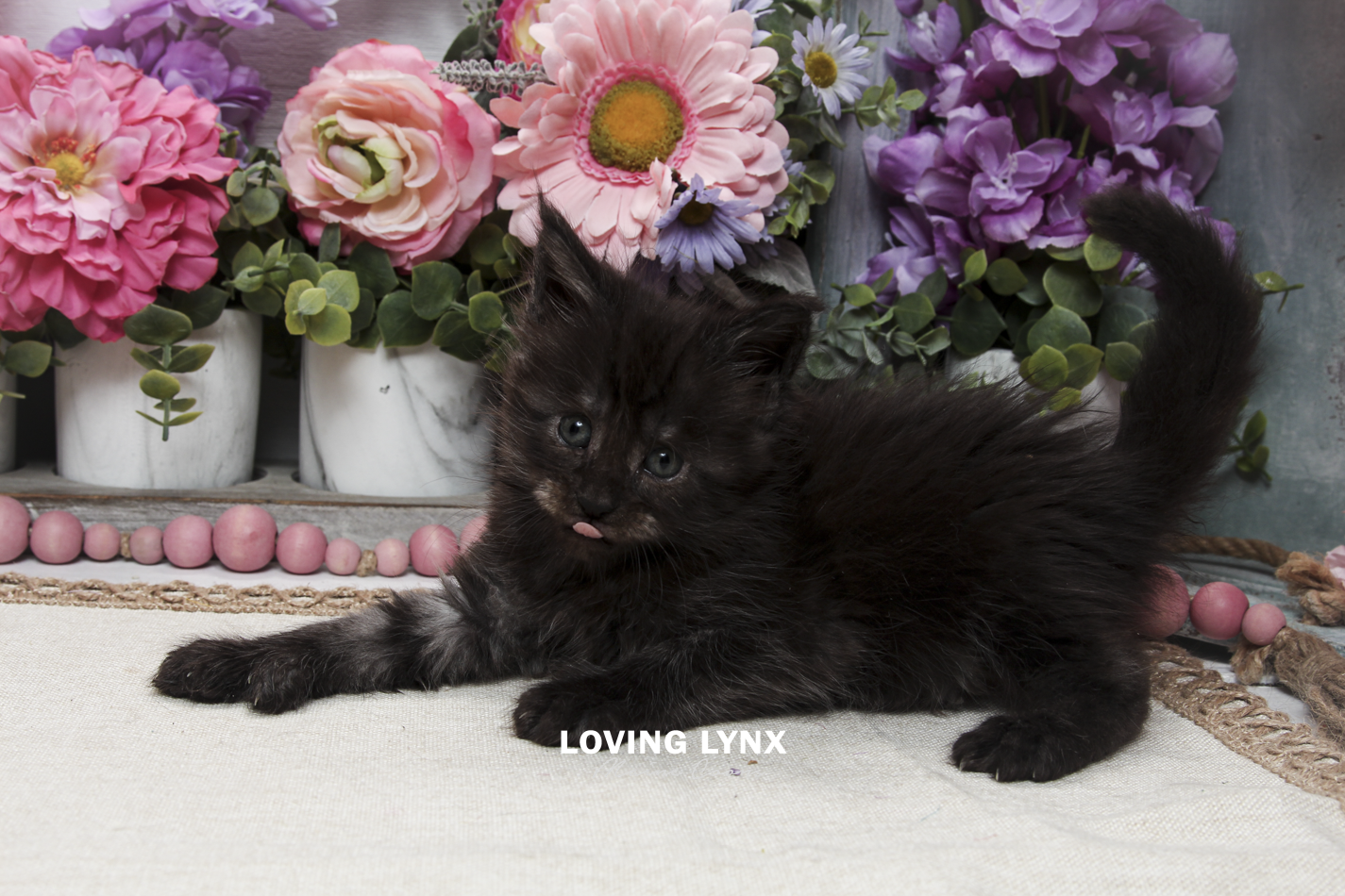 oreo-litter-2026-maine-coon-kitten-43.PNG