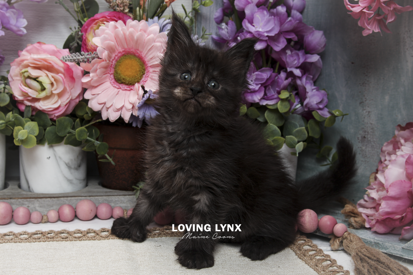 oreo-litter-2026-maine-coon-kitten-44.PNG