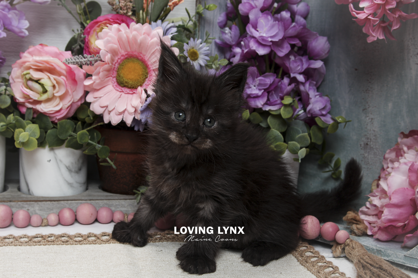 oreo-litter-2026-maine-coon-kitten-45.PNG