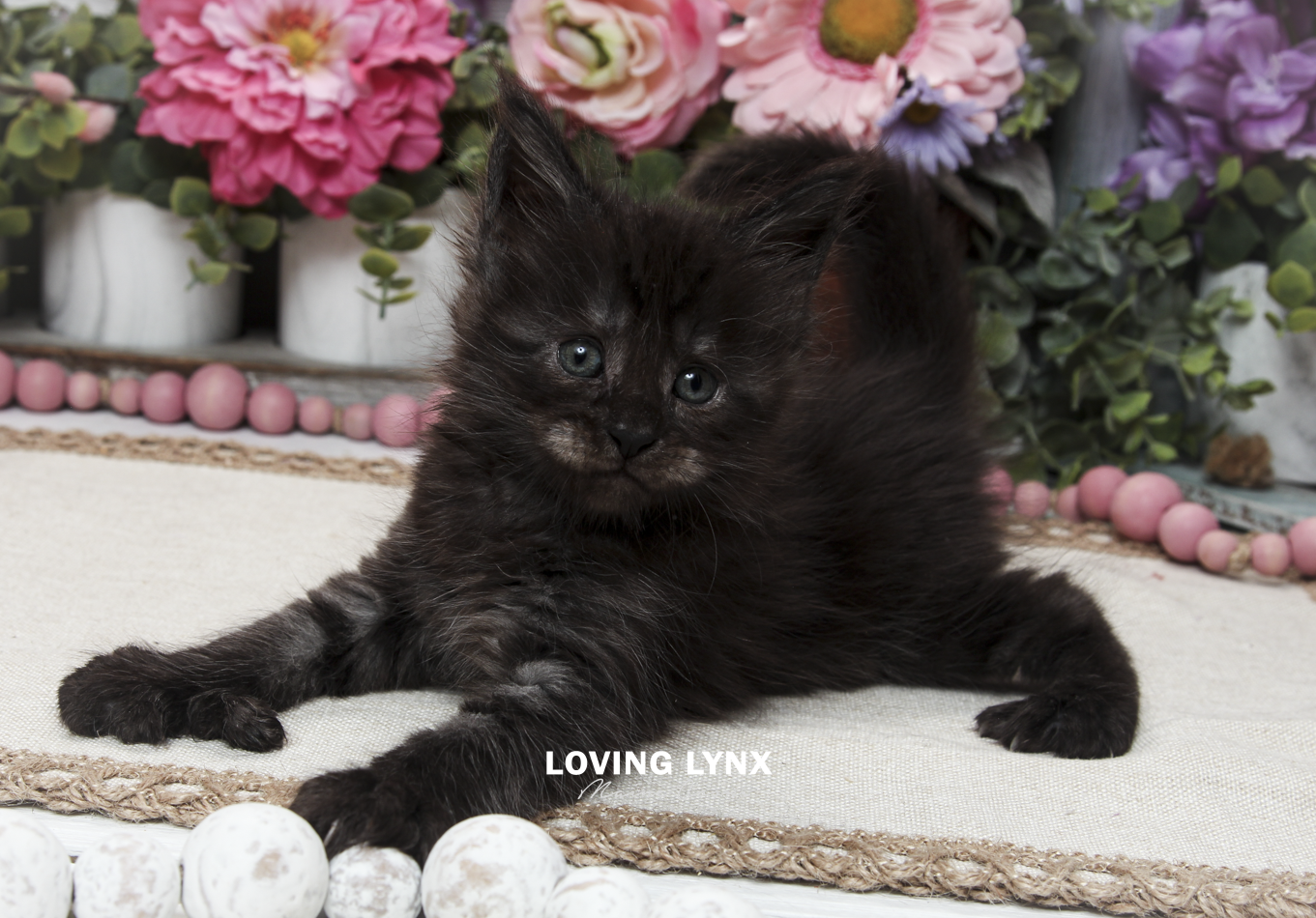 oreo-litter-2026-maine-coon-kitten-46.PNG