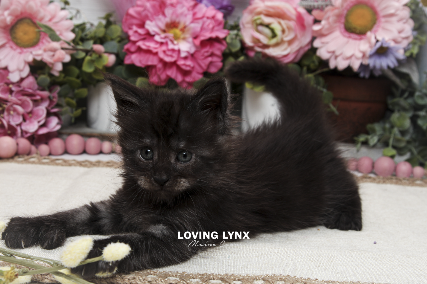 oreo-litter-2026-maine-coon-kitten-47.PNG