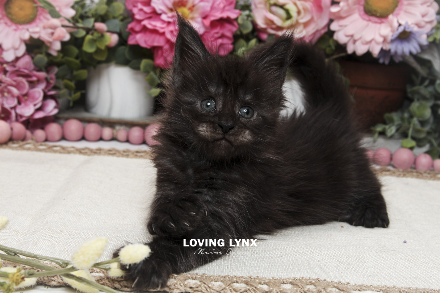 oreo-litter-2026-maine-coon-kitten-48.PNG