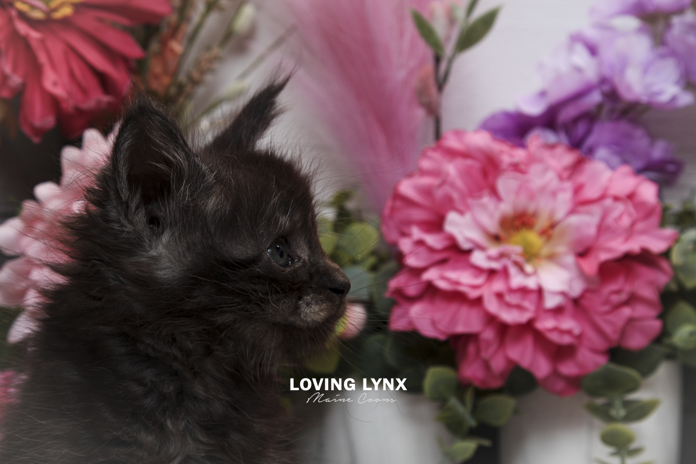 oreo-litter-2026-maine-coon-kitten-49.PNG