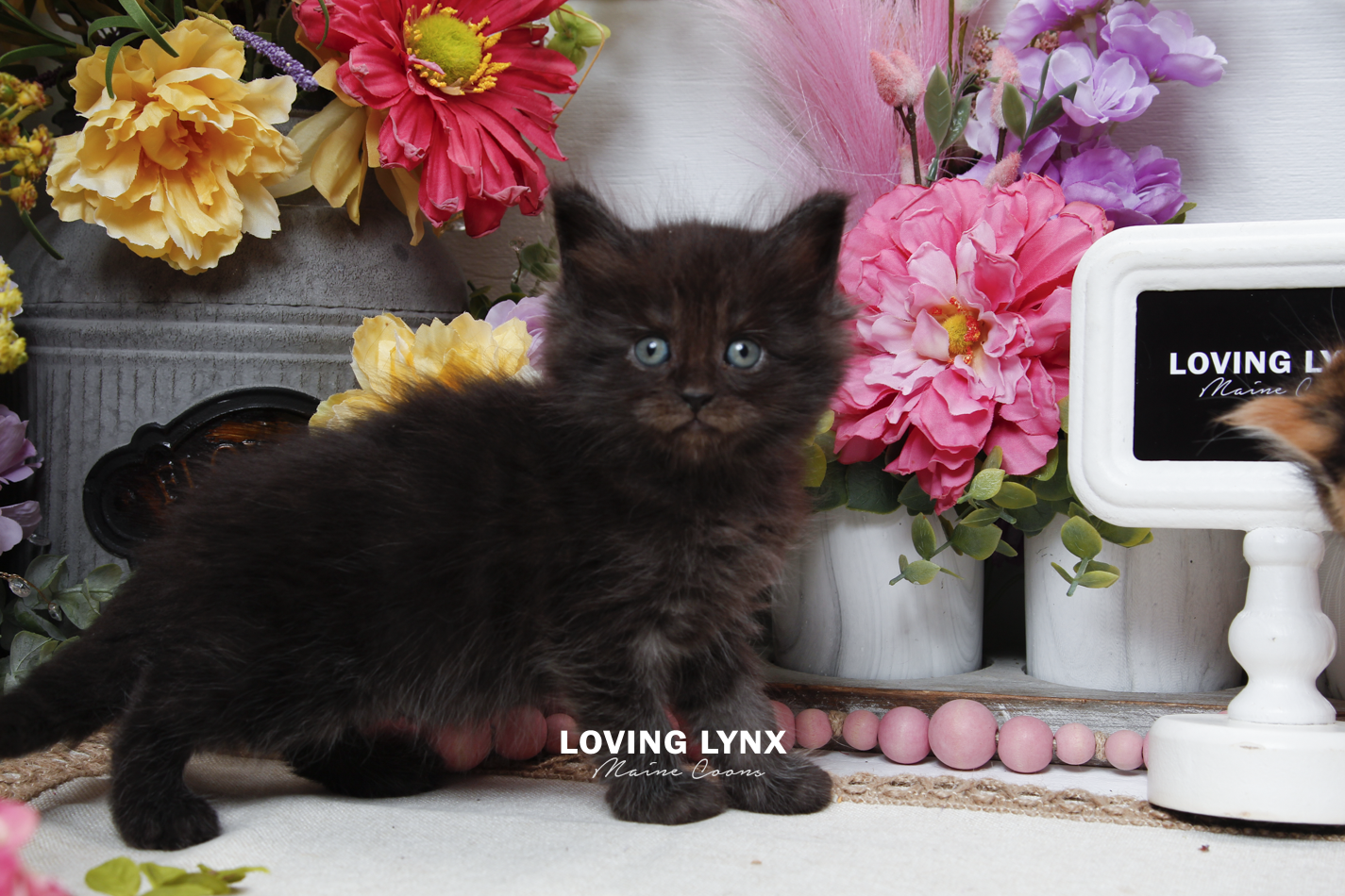 sprinkles-litter-2026-maine-coon-kitten-5.PNG