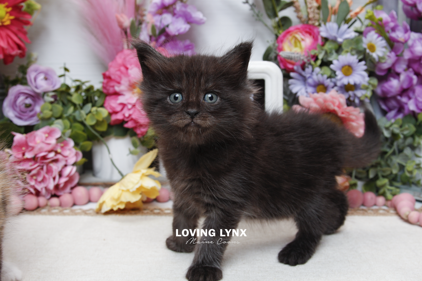 sprinkles-litter-2026-maine-coon-kitten-22.PNG