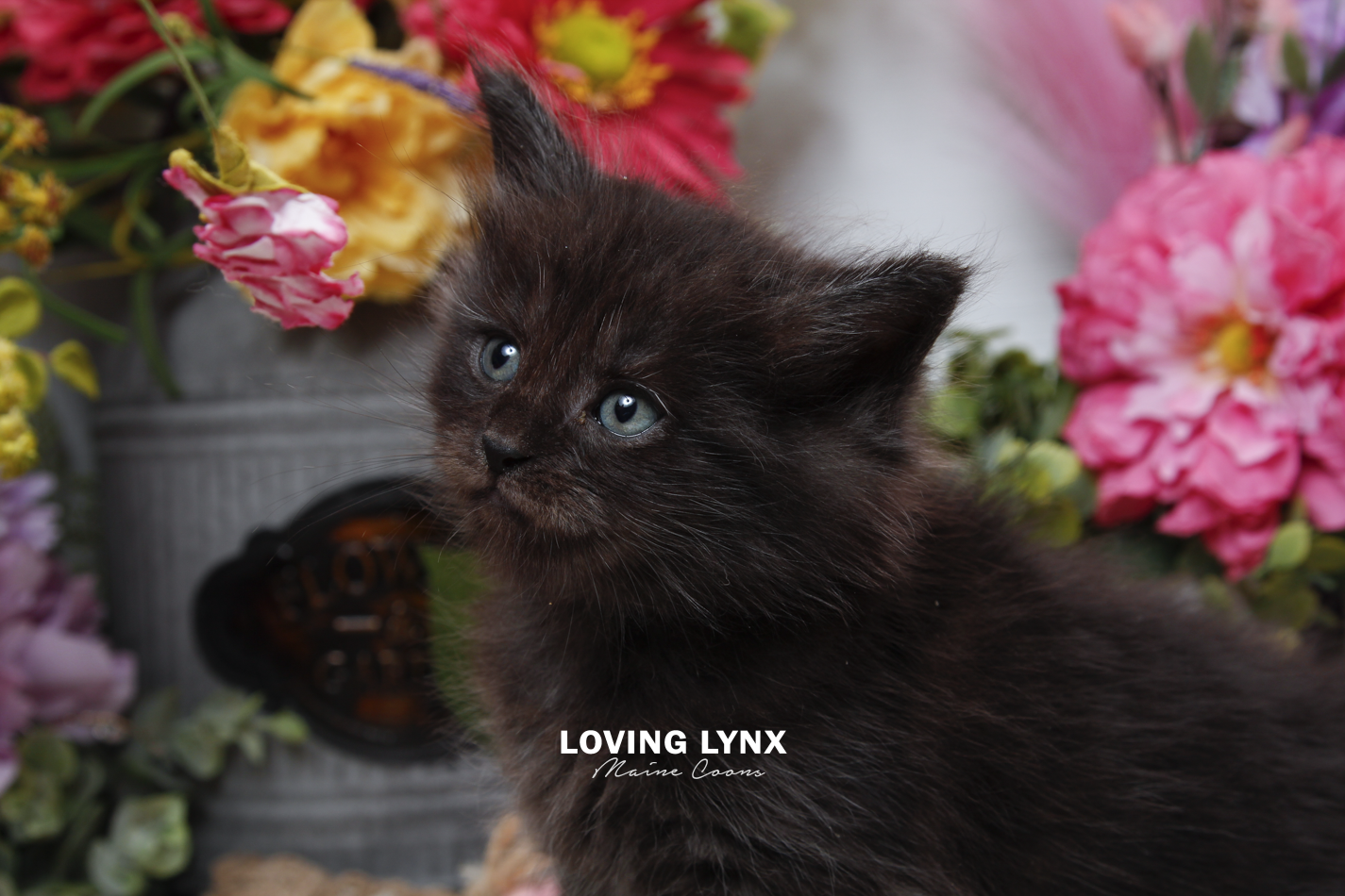 sprinkles-litter-2026-maine-coon-kitten-23.PNG