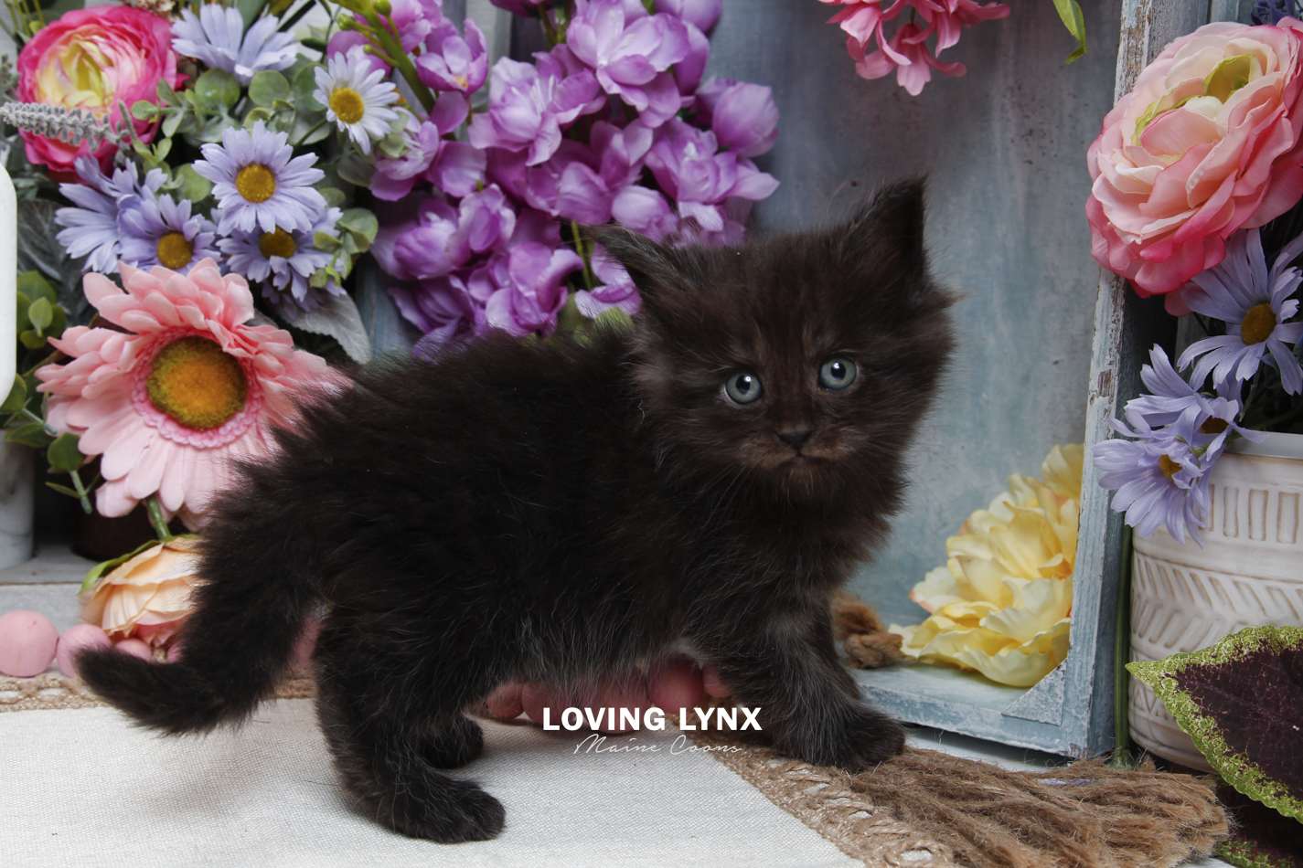 sprinkles-litter-2026-maine-coon-kitten-24.PNG