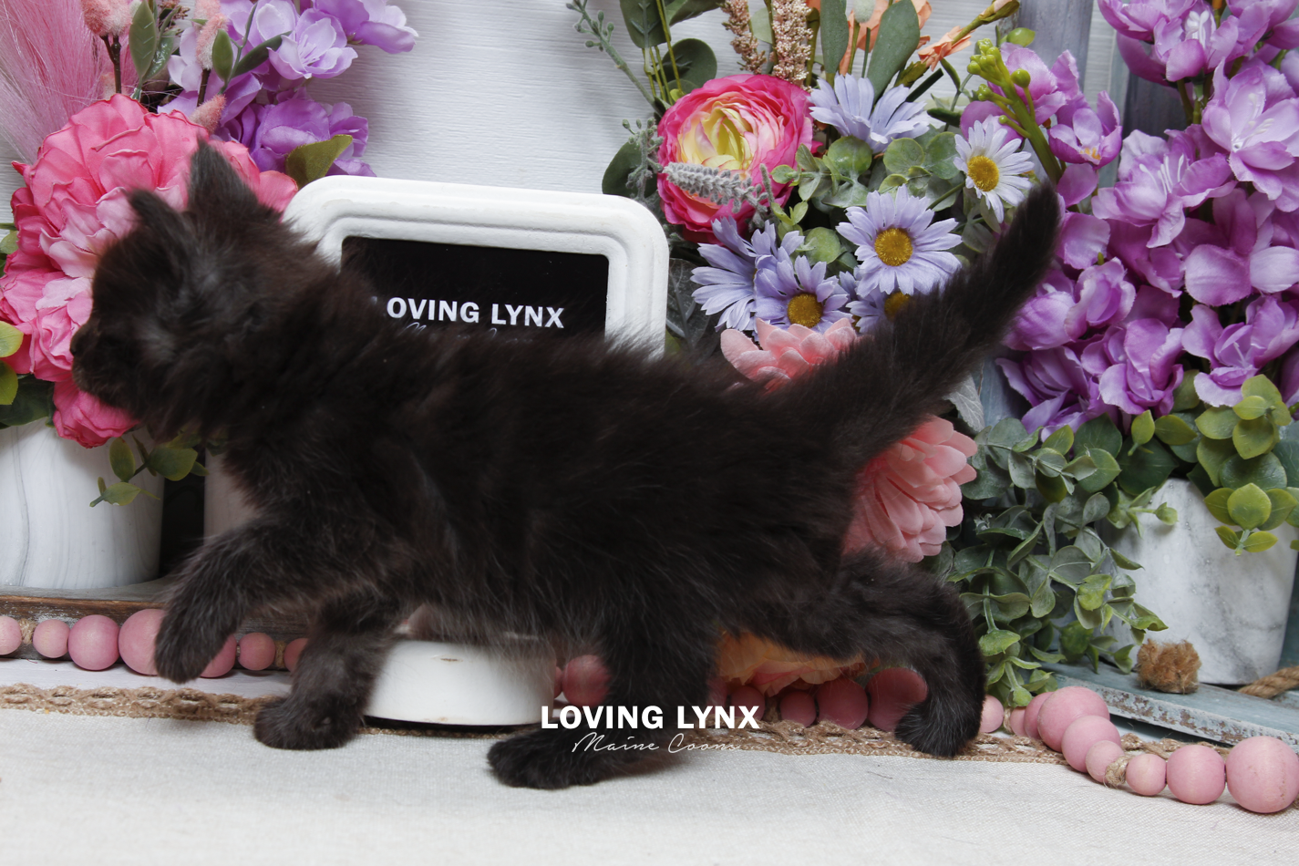 sprinkles-litter-2026-maine-coon-kitten-26.PNG