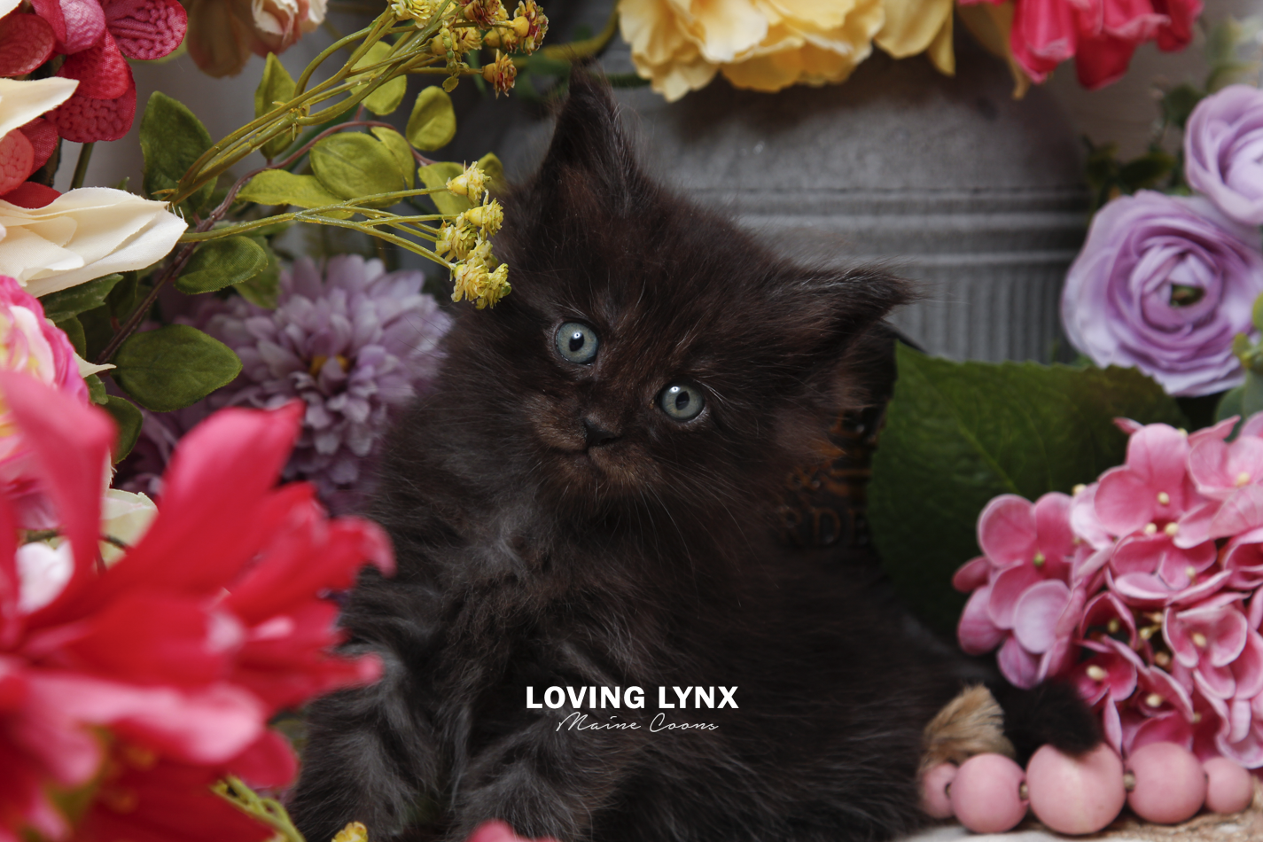 sprinkles-litter-2026-maine-coon-kitten-29.PNG