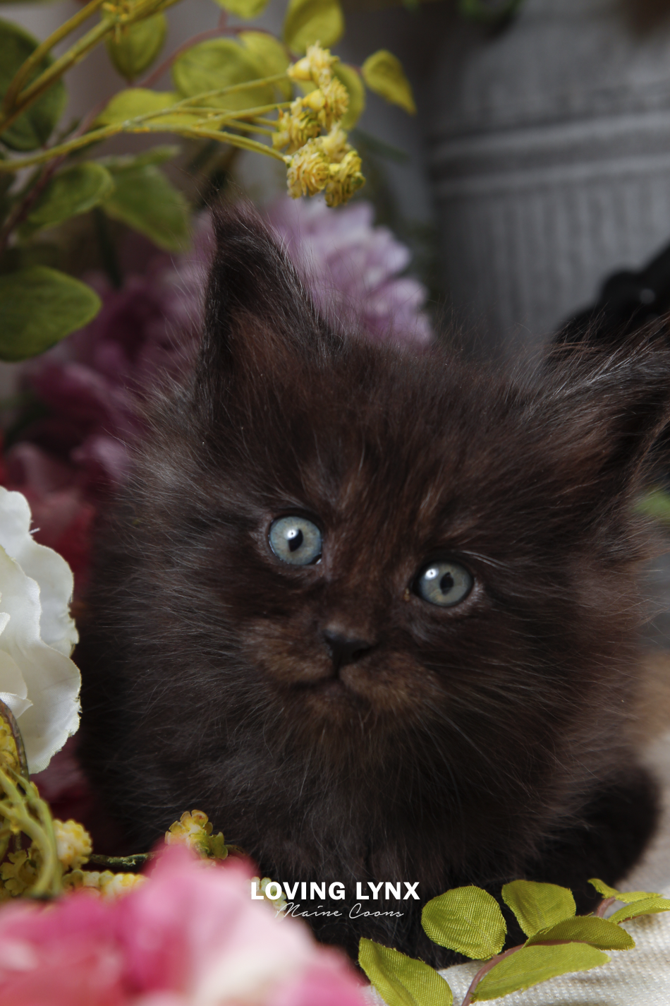 sprinkles-litter-2026-maine-coon-kitten-30.PNG