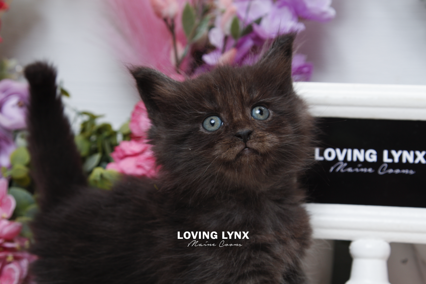 sprinkles-litter-2026-maine-coon-kitten-31.PNG