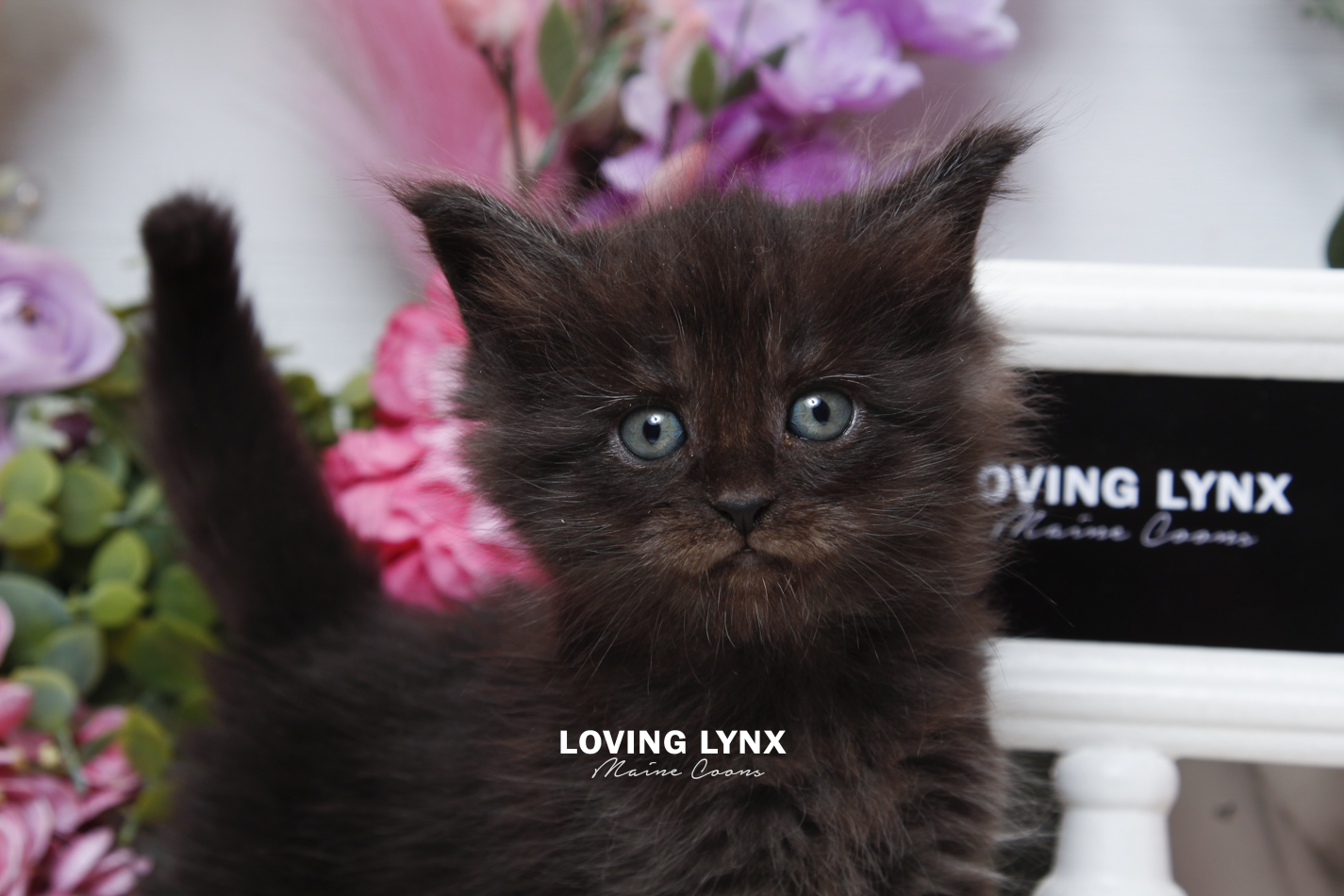 sprinkles-litter-2026-maine-coon-kitten-32.PNG