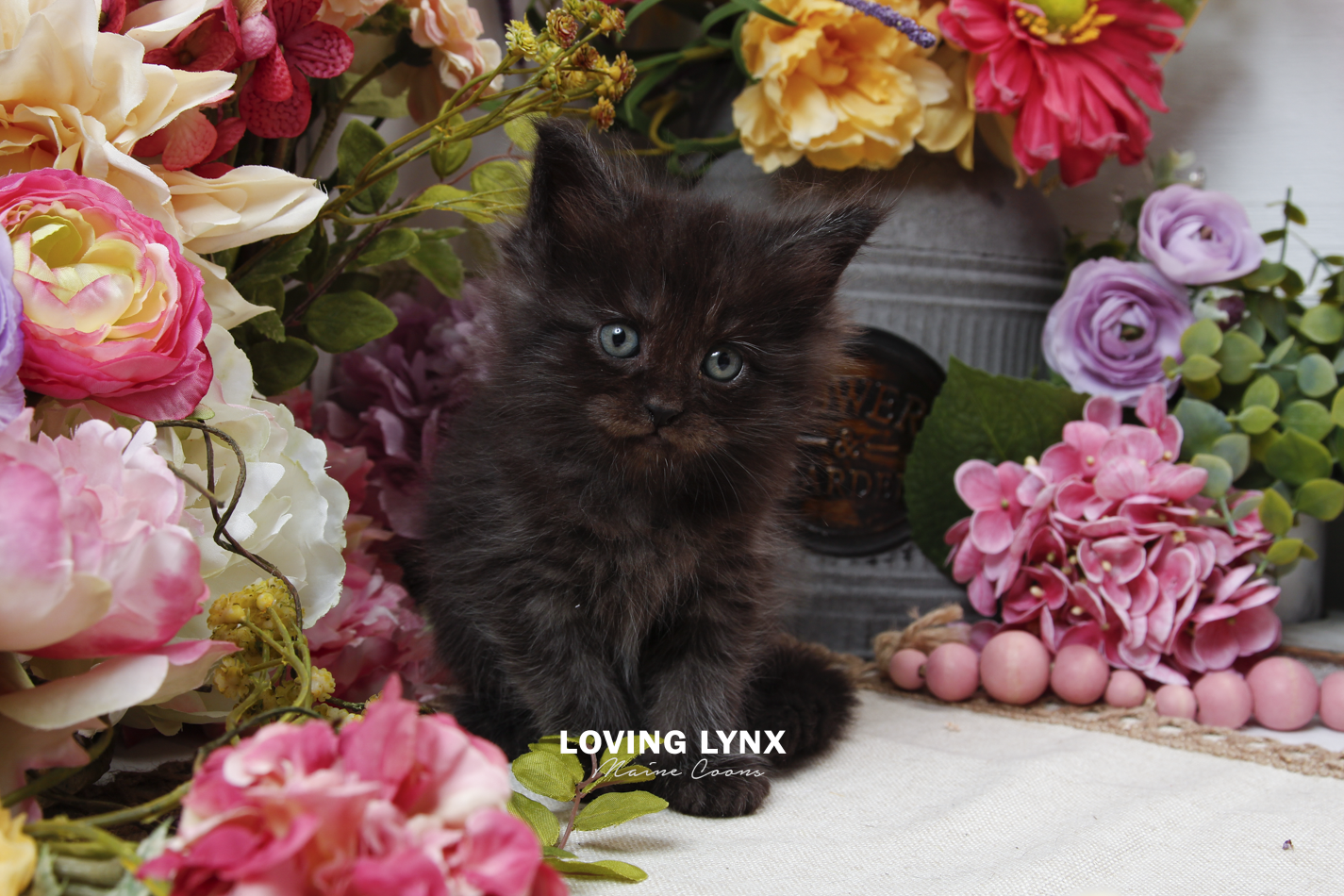 sprinkles-litter-2026-maine-coon-kitten-34.PNG