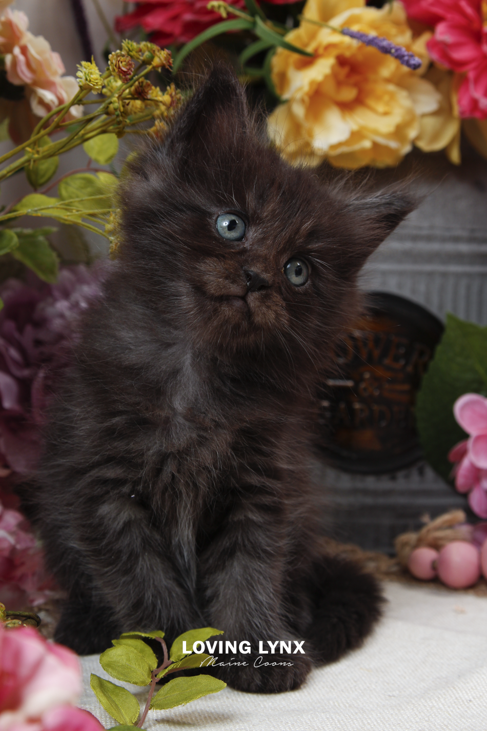 sprinkles-litter-2026-maine-coon-kitten-35.PNG