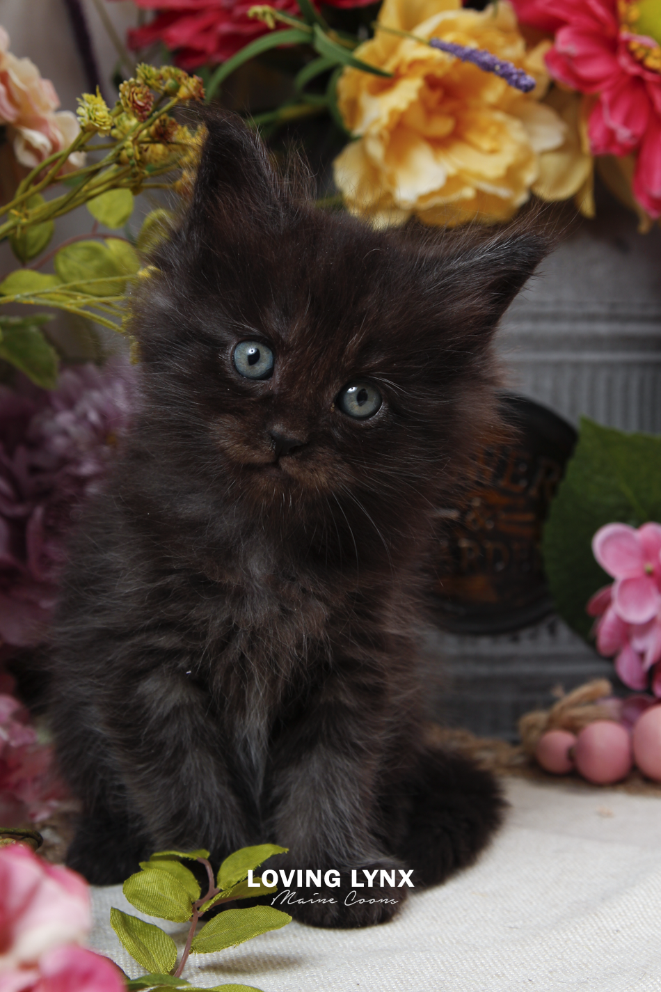 sprinkles-litter-2026-maine-coon-kitten-37.PNG