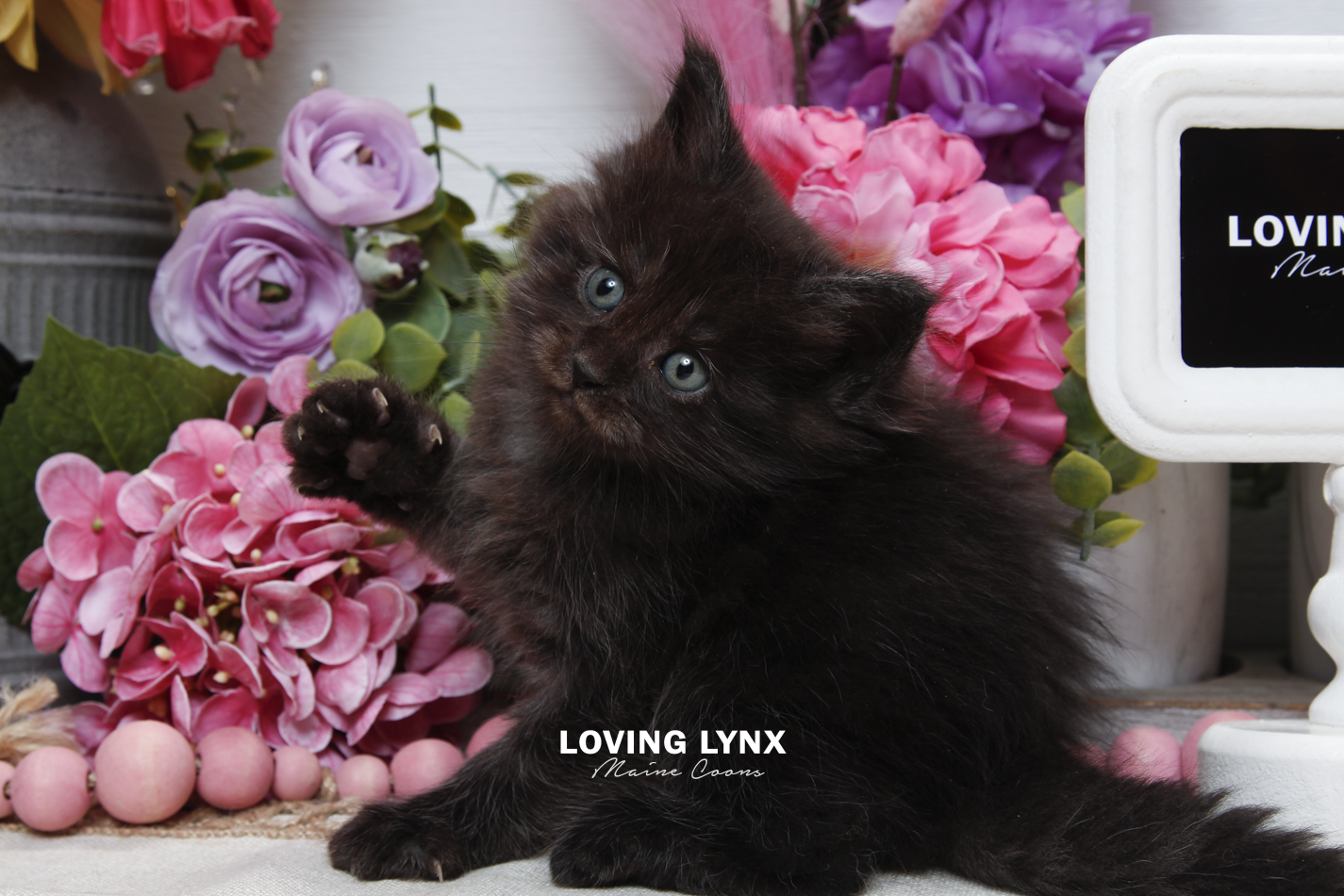 sprinkles-litter-2026-maine-coon-kitten-38.PNG