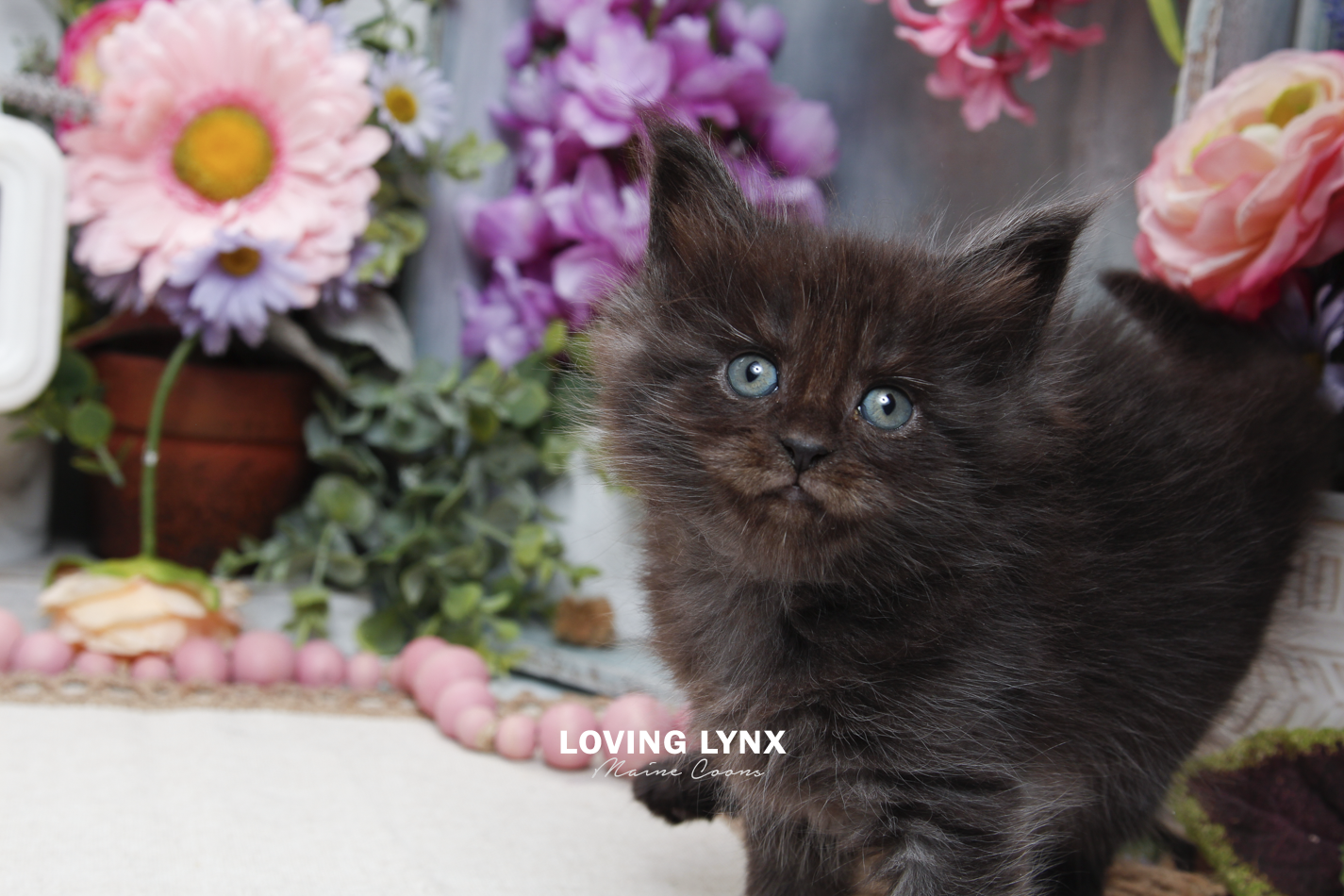 sprinkles-litter-2026-maine-coon-kitten-39.PNG